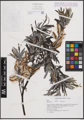 Foto von Salix eleagnos Scop.